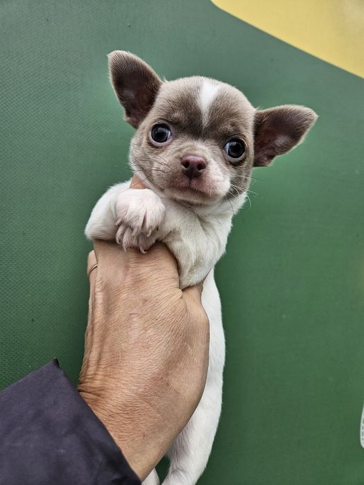 Хлопчик чіхуашечка