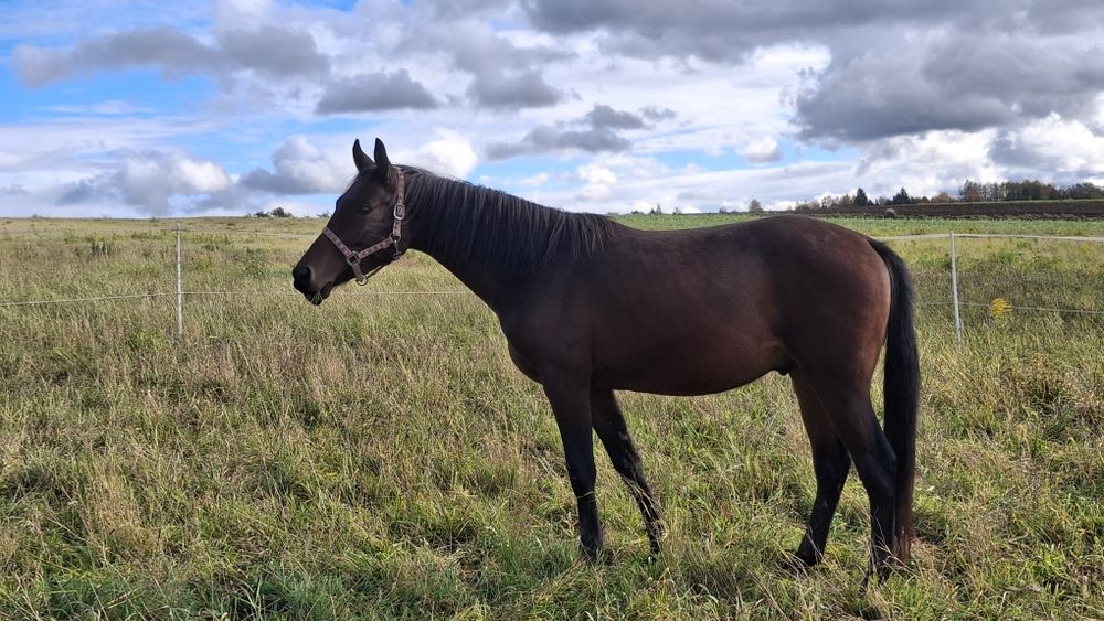 Sprzedam wałach Wielkopolskiego
