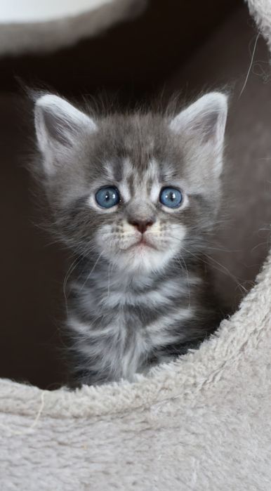 Elly – kotka Maine Coon