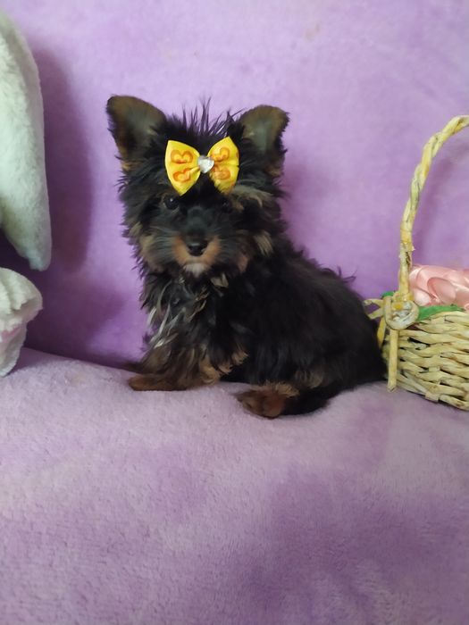 Продам пухнастиків.