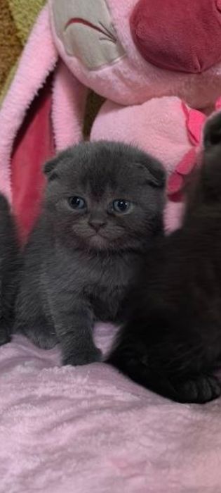 Британські котенята кошенята