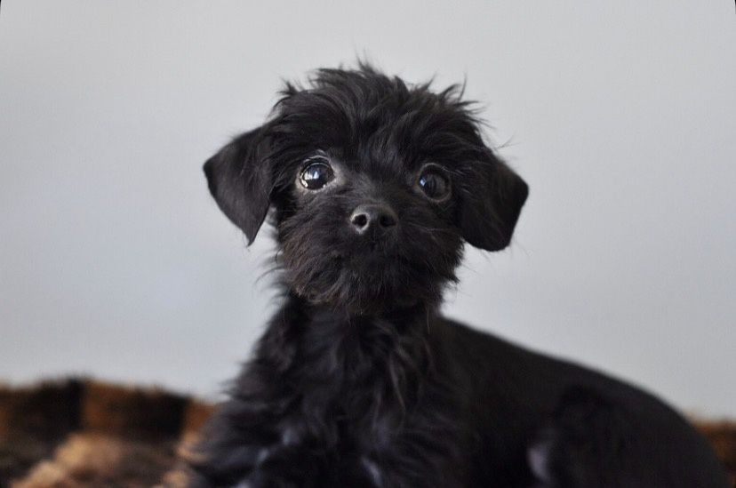 Той- терьер хлопчик