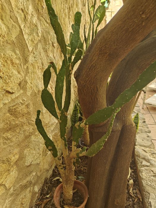 Cacto Opuntia Monacantha