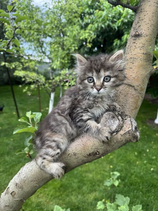 Котеня в добрі руки