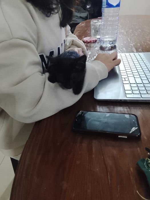Gatinha adoção responsável