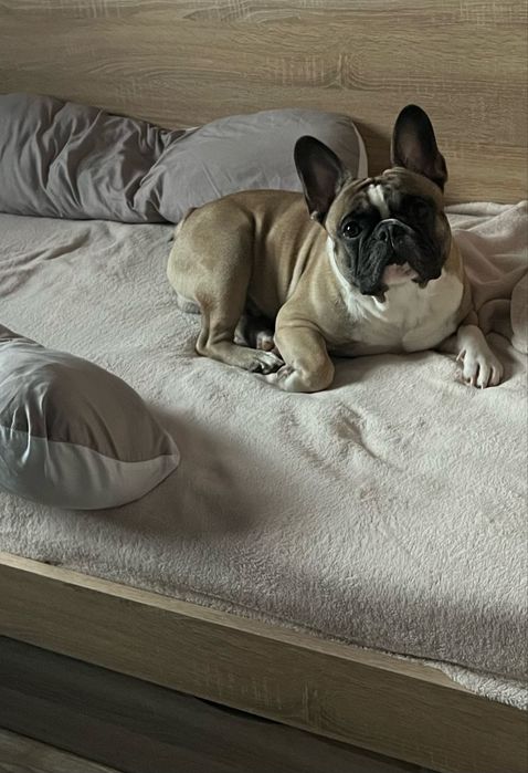 Шикарний кобель французького бульдога на вязку