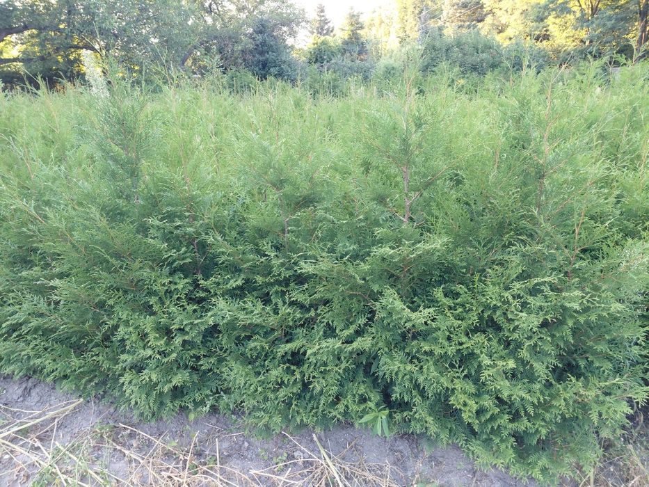 TUJE! WYPRZEDAŻ! Likwidacja uprawy