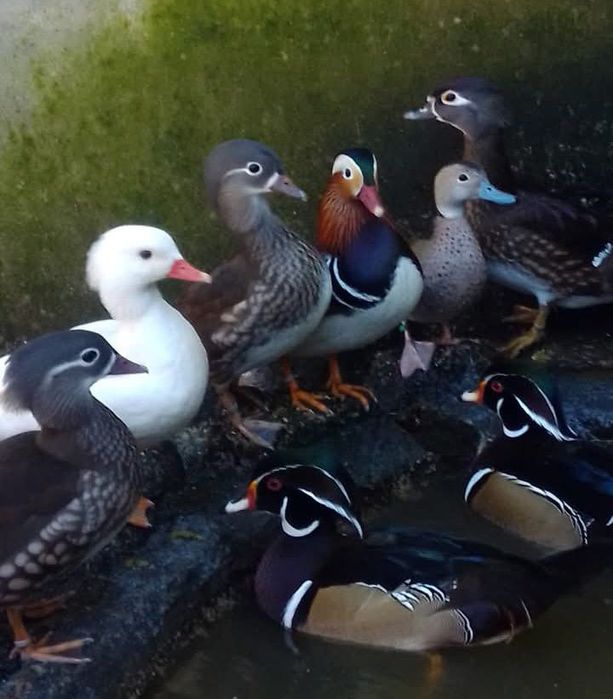 Patos ornamentais,, algumas raças  de 2025