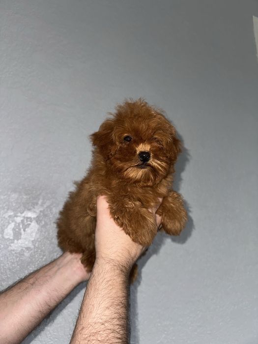 Мальтіпу чарівні малюки пошук люблячих родин