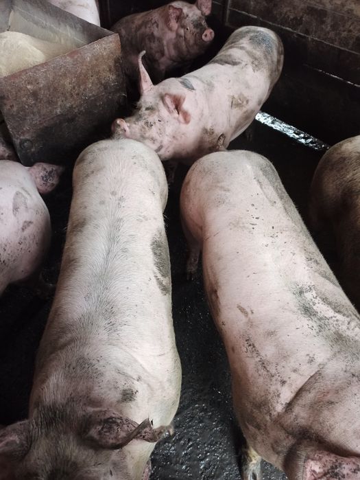 Свині 140-180 кг