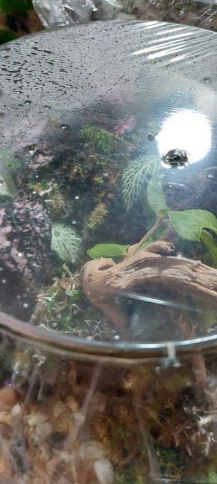 Ecossistema de floresta zen