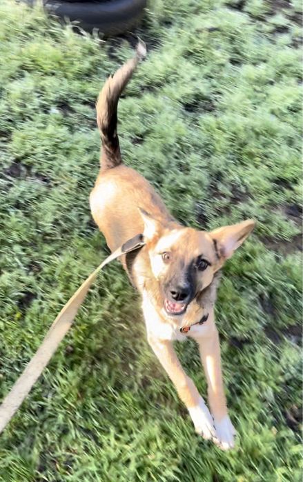 Собака шукає дім для охорони.