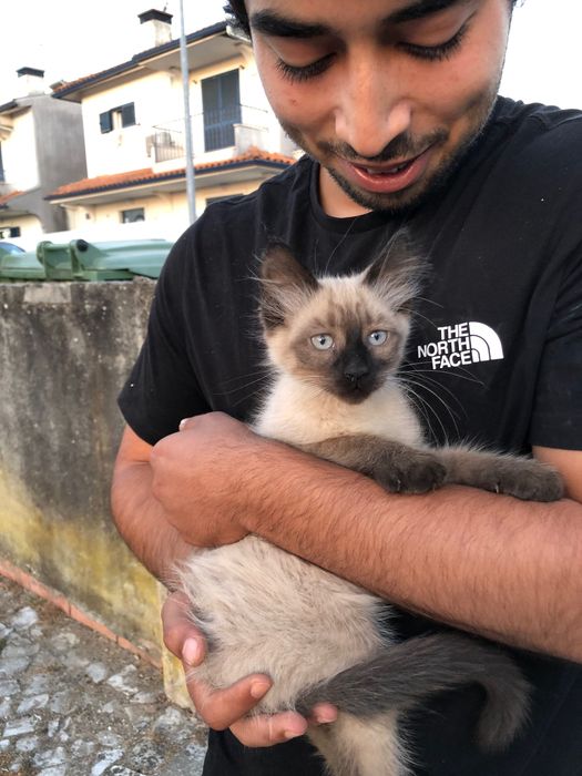 Gatinho Filhote para Adoção Responsável