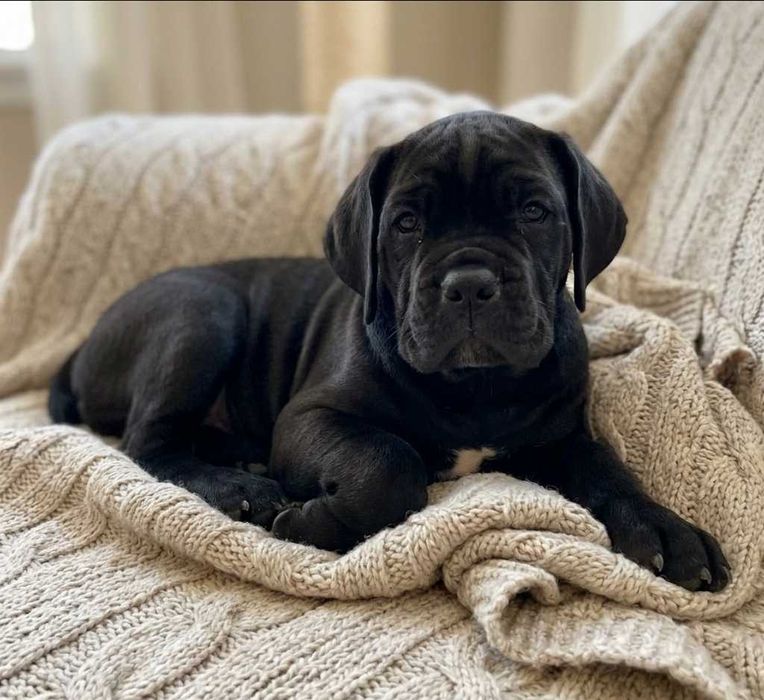 Czarny piesek Cane corso ZKwP/FCI czeka na Ciebie