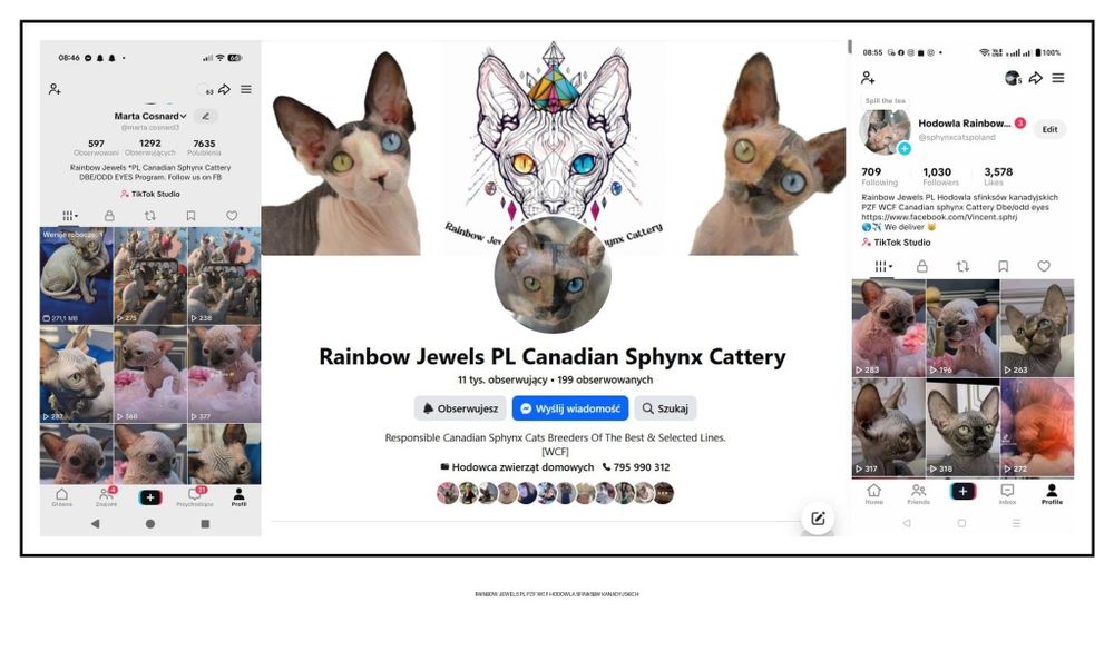 Tarantino uroczy chłopczyk. Sfinks. Dostępny w marcu