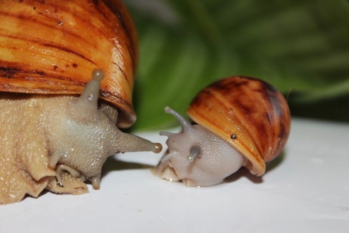 Archachatina marginata suturalis Silver body ślimak afrykański