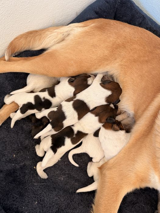 Caezinhos para adoação ( porte pequeno/medio)