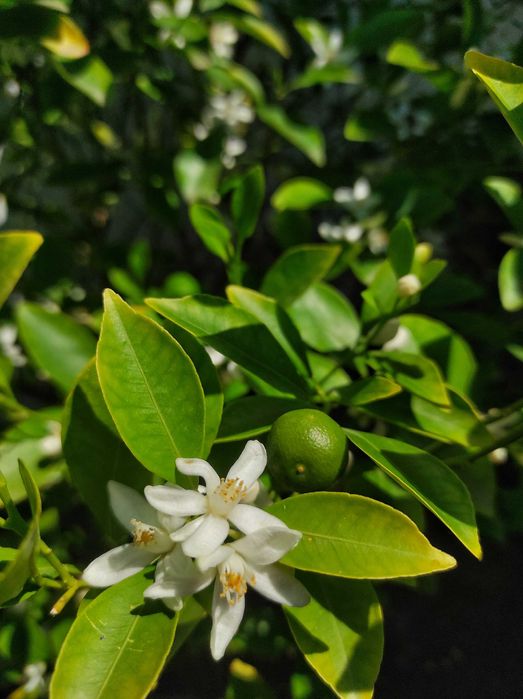 Цитрусове дерево - мандарин (Каламондин)