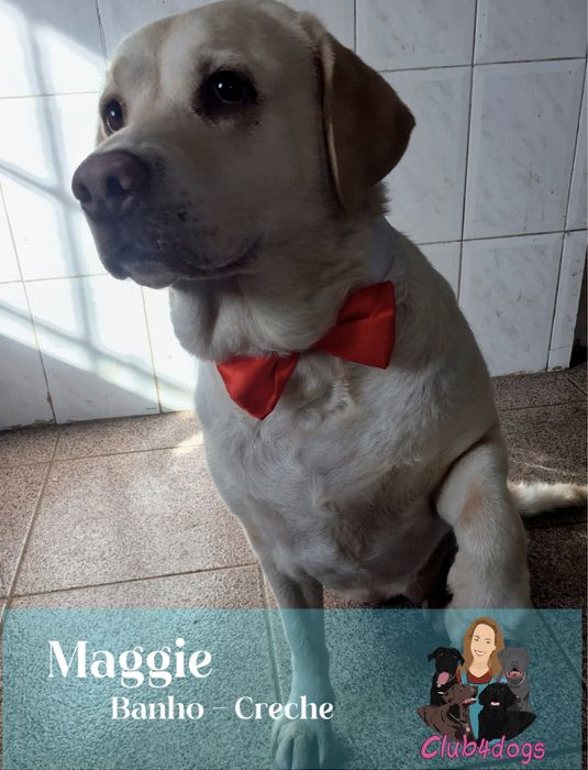 Pet Sitting - hotel - creche - banhos Aveiro