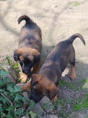Oddam pieski za darmo