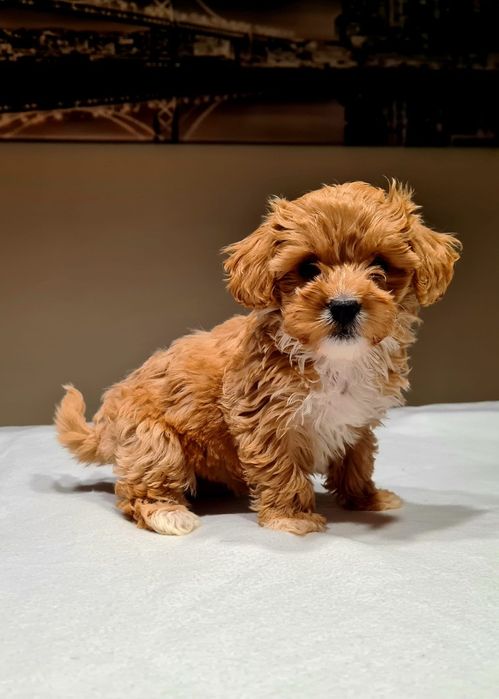MALTIPOO * Dziewczynka * Red * HYBRYDA *( Maltańczyk & Pudel toy)*