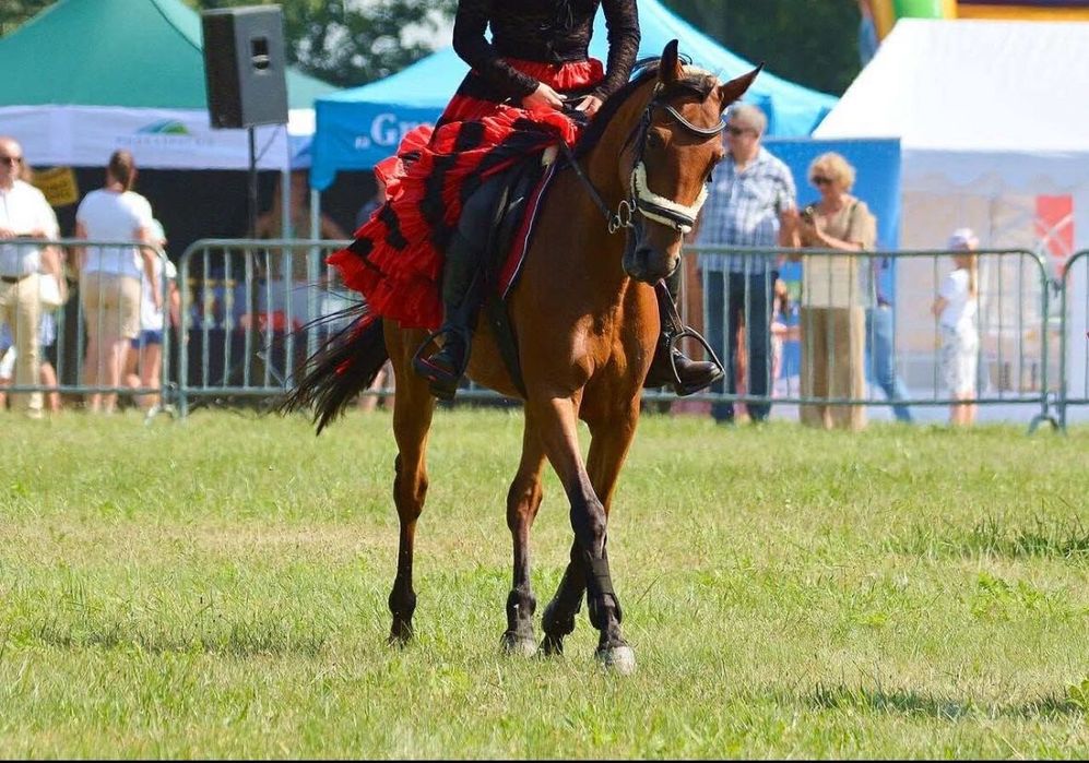 Sprzedam konia rasy małopolskiej