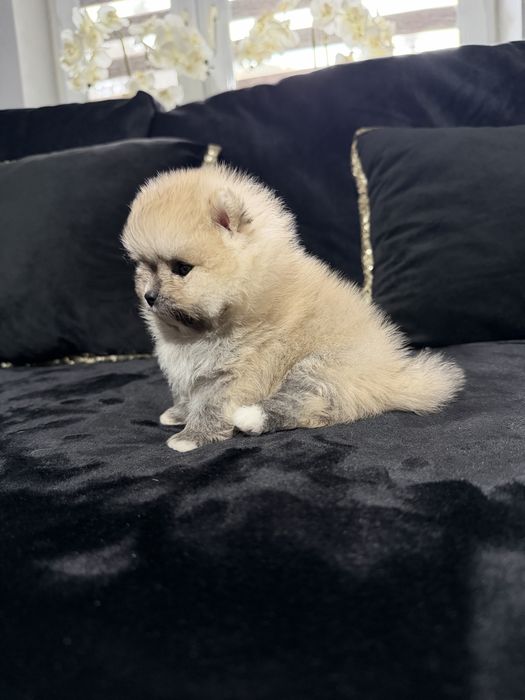 Pomeranian szpic miniaturowy