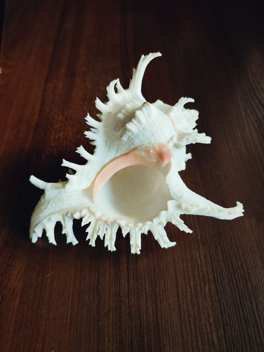 Велика колекційна морська мушля Chicoreus Ramosus (Гіллястий чикореус)