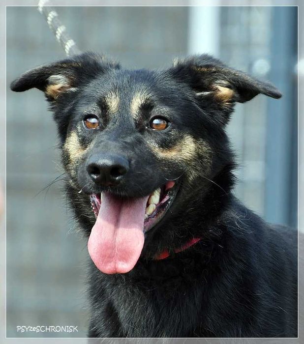 Radosny Leon szuka domu