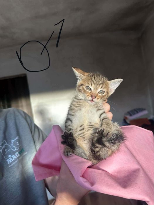 Kociątka do adopcji