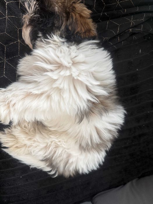 szczeniak shih tzu - Afrodyta