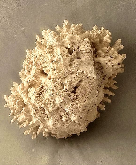 Coral antigo  Acropora Humilis .