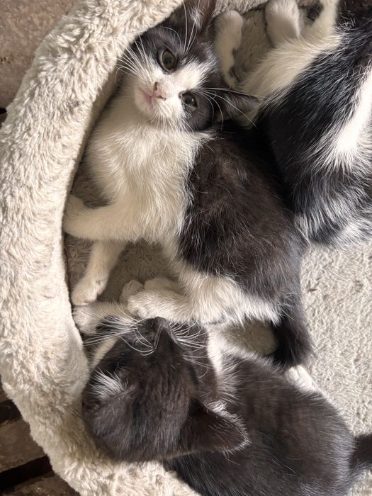 Kotki do adopcji