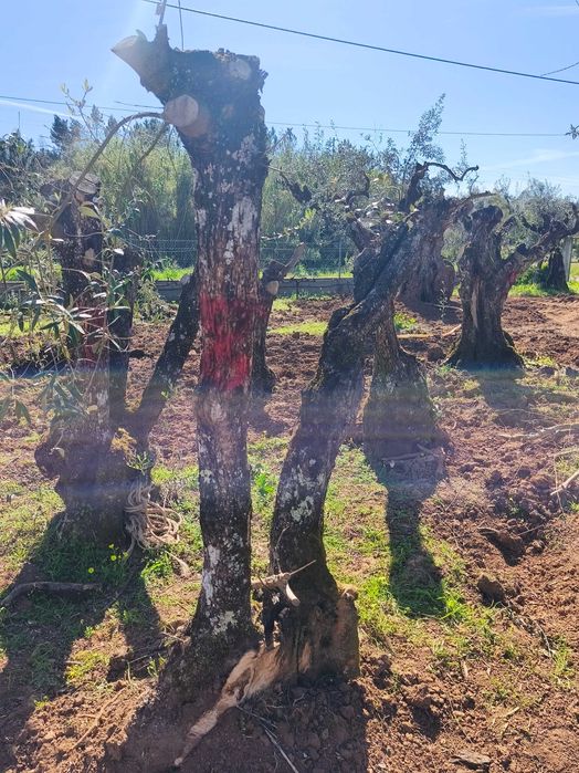 Oliveiras para jardim