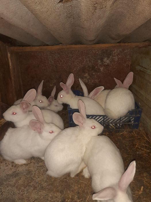 Продам термонців