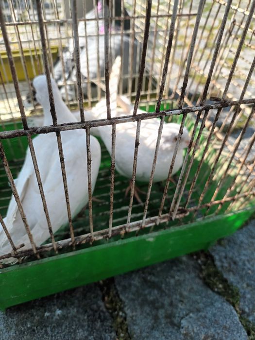 Vendo casal rolas brancas