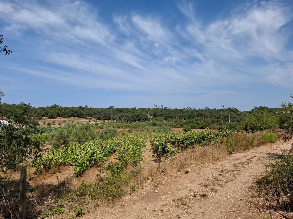 Terreno agrícola
