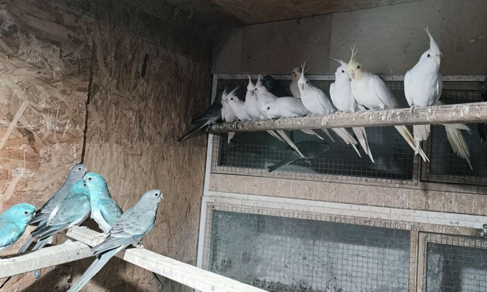 Sprzedam papugi nimfy