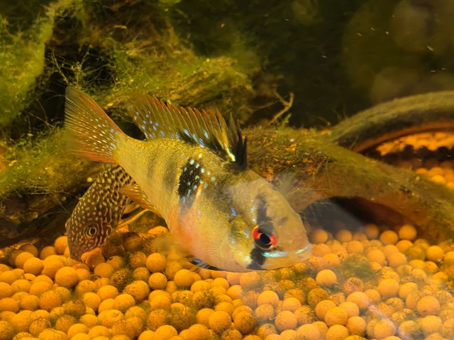Ramirezi Adultos (Mikrogeophagus Ramirezi)
