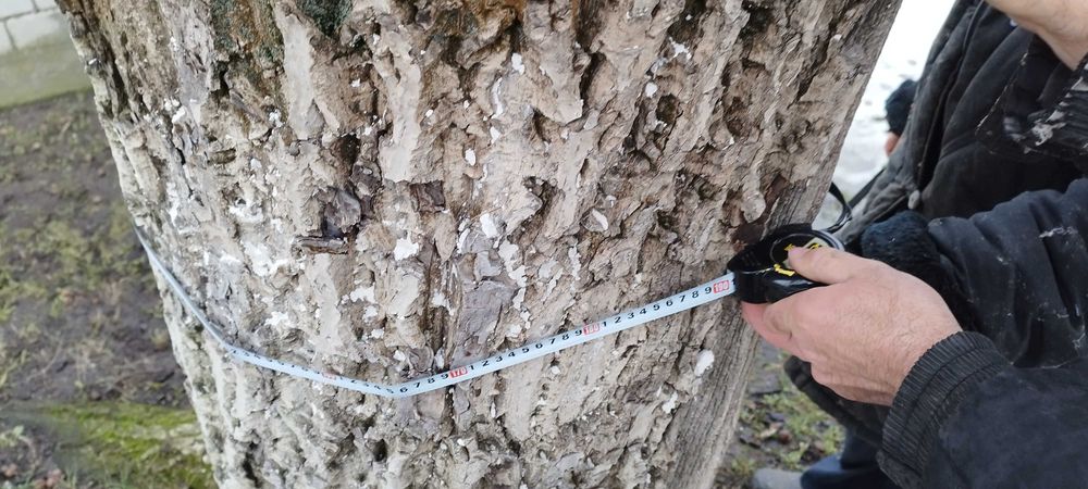 Drzewo orzech sprzedam