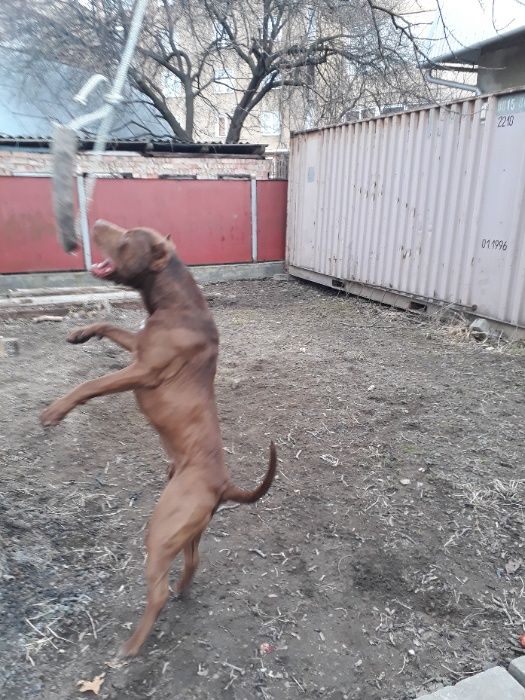 Вязка Мальчик апбт 49 кг