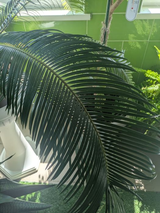 Продам великій Цикас