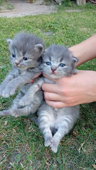 Віддам кошенят у добрі руки