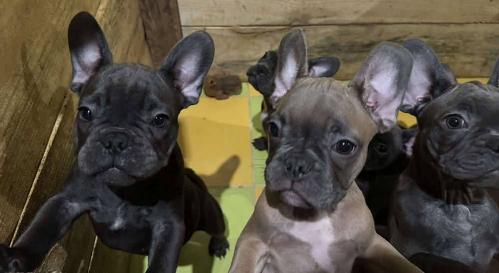 Французький бульдог