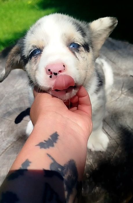 Welsh Corgi Cardigan FCI
