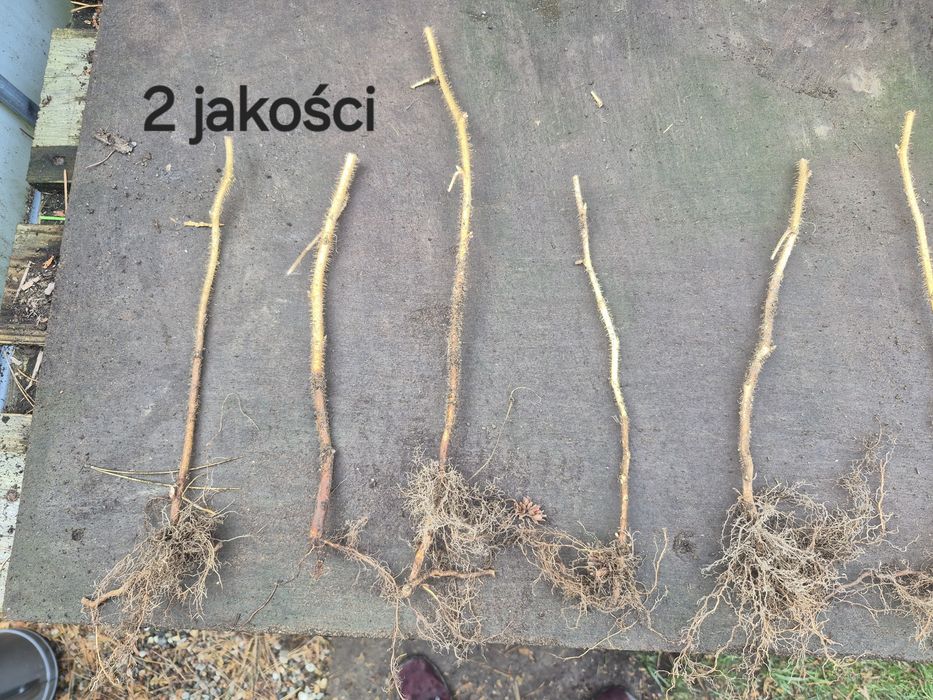 Sadzonka Malina golden queen