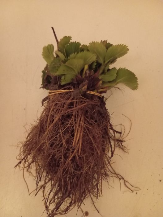 Sprzedam sadzonki truskawek zamówienia na jesień