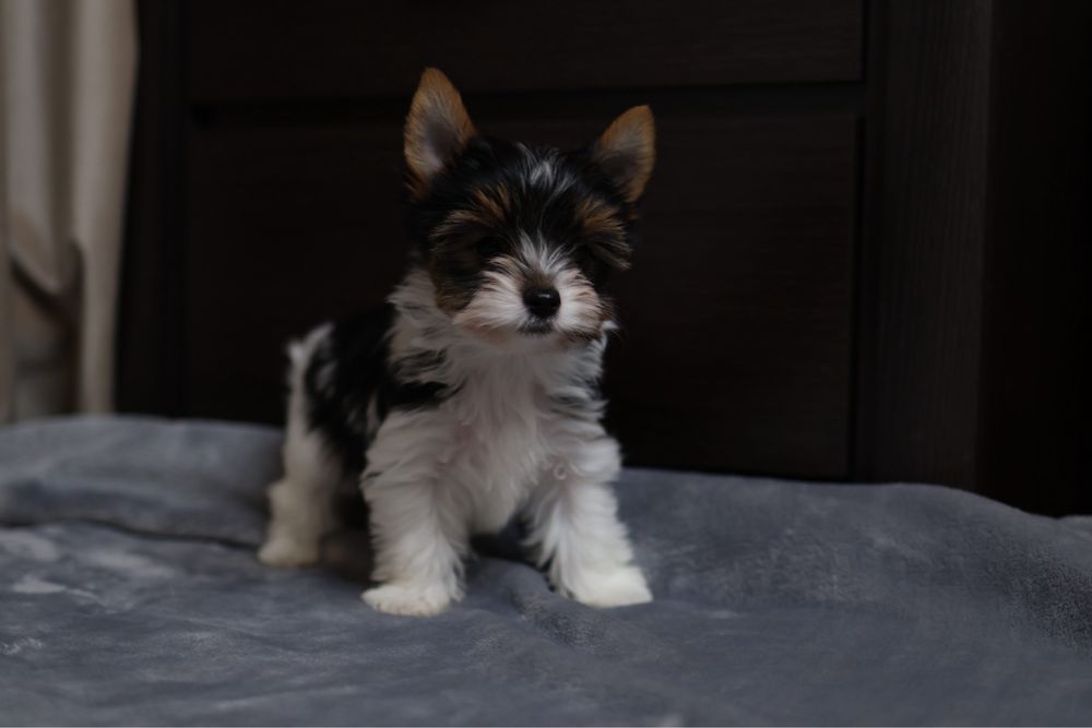 Бівер йорк хлочкик цуценя