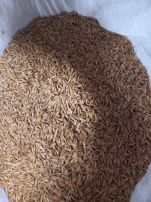 OWIES  dla koni, cieląt, królików,czyszczony na wialni