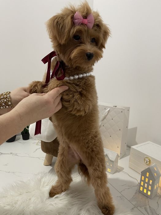 Помапу — Маленькі моделі для обіймів